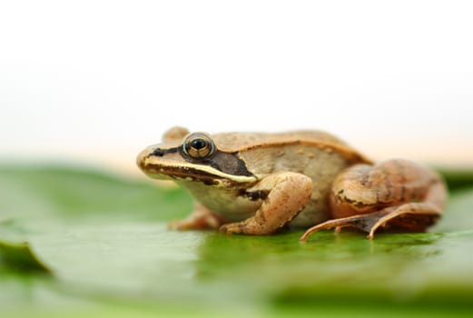 brown frog on green waterlily close-up in a pond white background