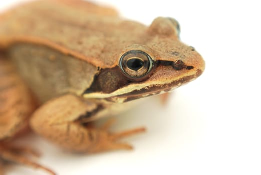 brown wood frog on white background isolated