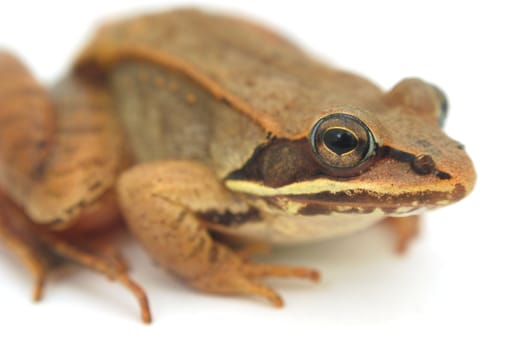 small wood frog on white background isolated eye macro