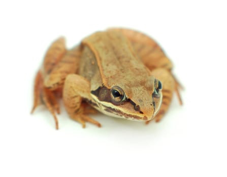 brown wood frog on white background isolated