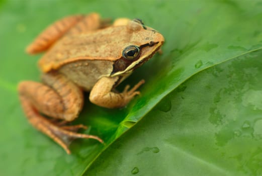 wood frog and waterlily, amphibian macro and green leaf