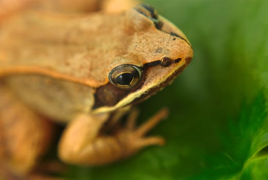 wood frog and waterlily, amphibian macro detail and green leaf