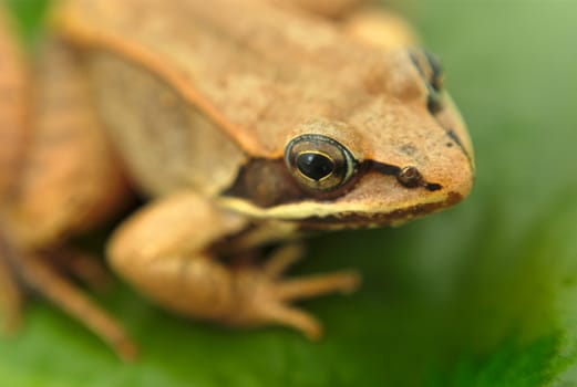 brown frog on green waterlily close-up in a pond