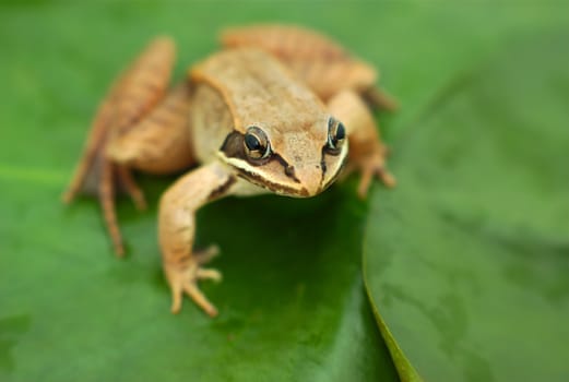 brown frog on green waterlily close-up in a pond