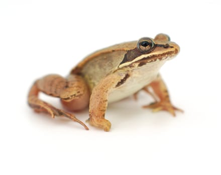 brown wood frog on white background isolated eye