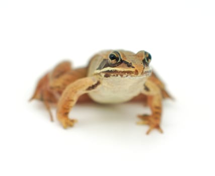 brown wood frog on white background isolated eye