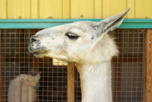 alpaca in front of yellow barn at the farm