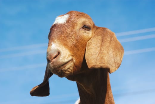 goat with long ears brown fur and blue sky