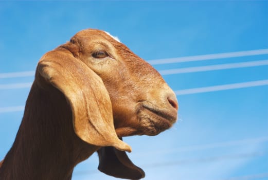 goat with long ears brown fur and blue sky