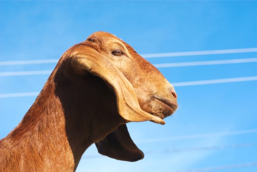 goat with long ears brown fur and blue sky