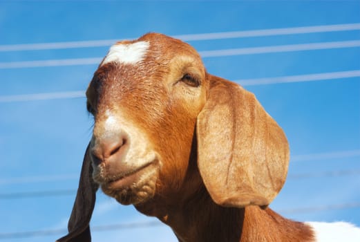 goat with long ears brown fur and blue sky