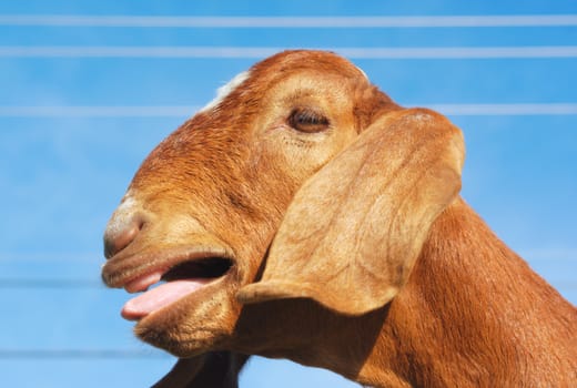 goat bleating with long ears brown fur and blue sky