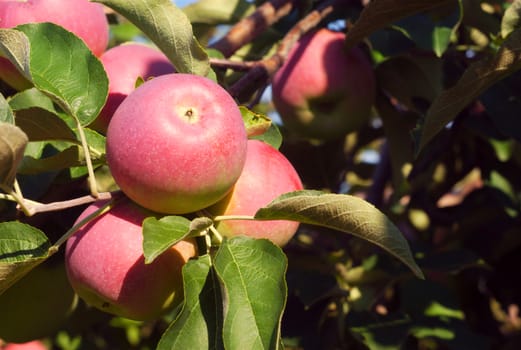 paula red apples in apple tree on blue sky closeup