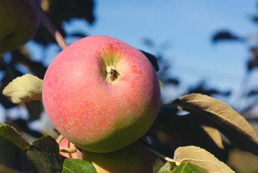 paula red apples in apple tree on blue sky closeup