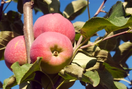 paula red apples in apple tree on blue sky closeup