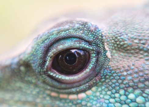 eye of water dragon iguana macro view blue green skin