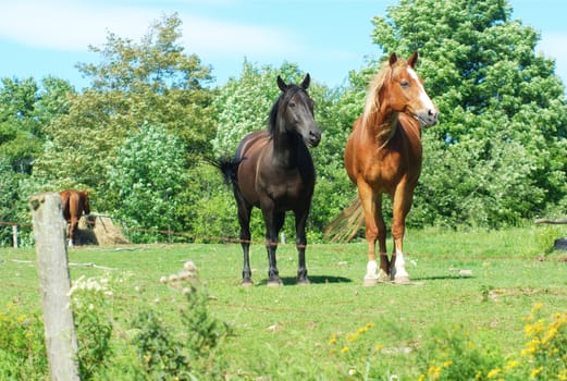 enclosure of horses on a sunny day, green field pasture