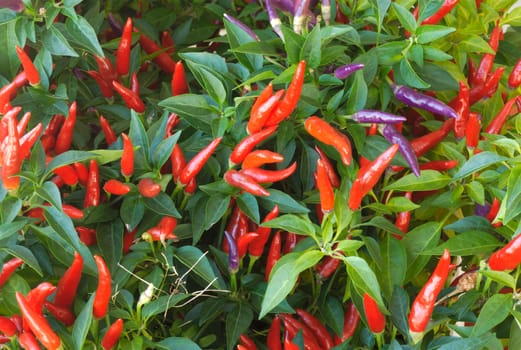 fresh  chilli peppers on tree in a garden