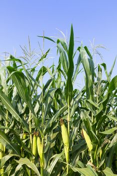 Closeup Corn on the stalk in the field