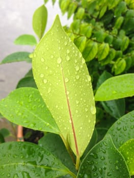Closeup raindrops on back green leaf and rainy day
