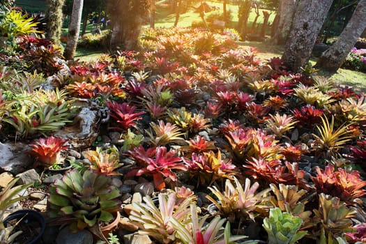 Tropical Rainforest Landscape