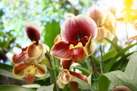 Beautiful orchid flowers.