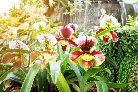 Beautiful orchid flowers.
