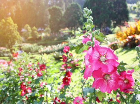 Blossoming colorful flowerbeds in summer  park