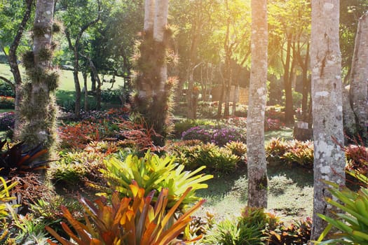 Tropical Rainforest Landscape