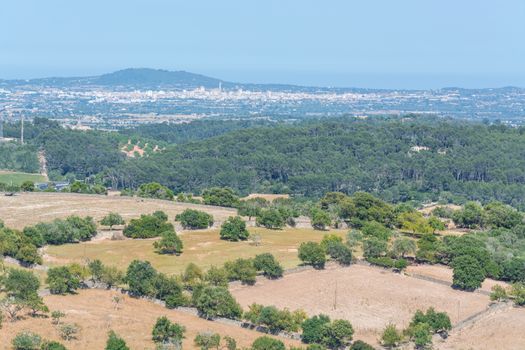 Agricultural area with olive grove in Majorca, Spain