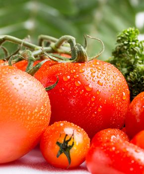 Selection of fresh red tomatoes and some green salad