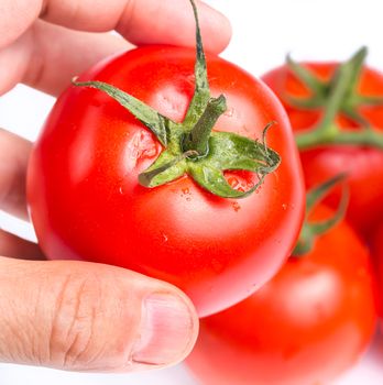Inspecting a fresh ripe red salad tomato for eating
