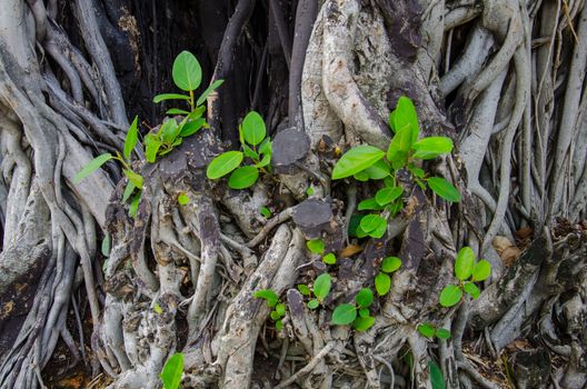 The Root of Ficus Benjamina Bangkok, Thailand