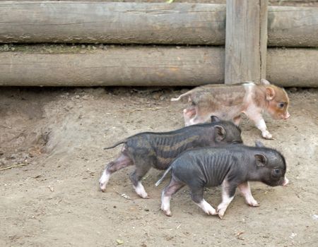 Several pot bellied pig (piglet)