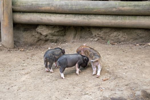 Several pot bellied pig (piglet)