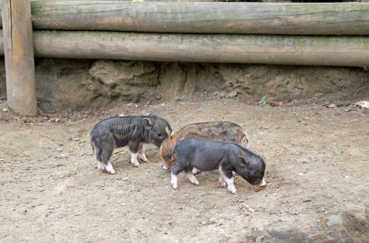 Several pot bellied pig (piglet)