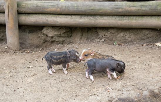 Several pot bellied pig (piglet)