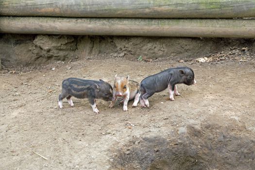 Several pot bellied pig (piglet)