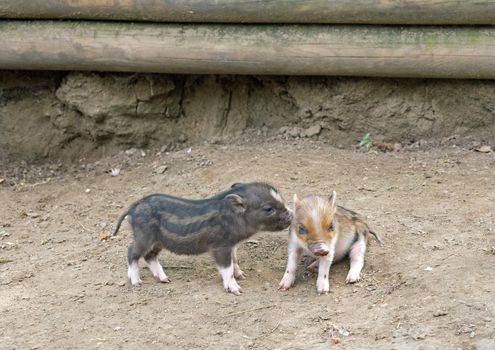 Several pot bellied pig (piglet)