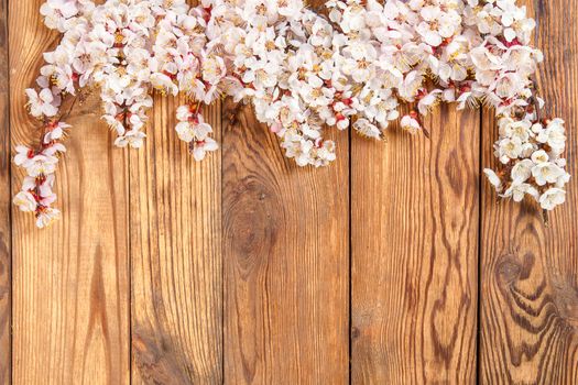 Branch with flowers of an apricot on wood board, for design and your text