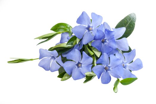 Beautiful periwinkle blue flower isolated on white background