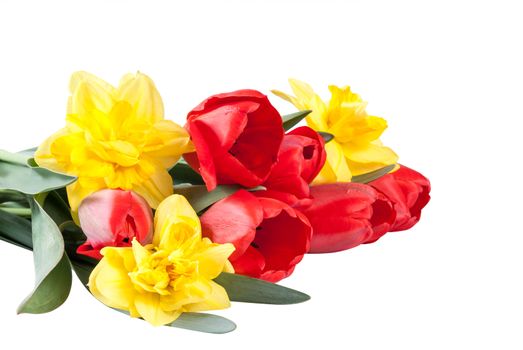 Bouquet of beautiful yellow narcissus and red tulips isolated on white background for your design