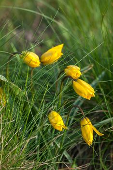 Wild yellow tulips flower in grass on meadow, outdoor