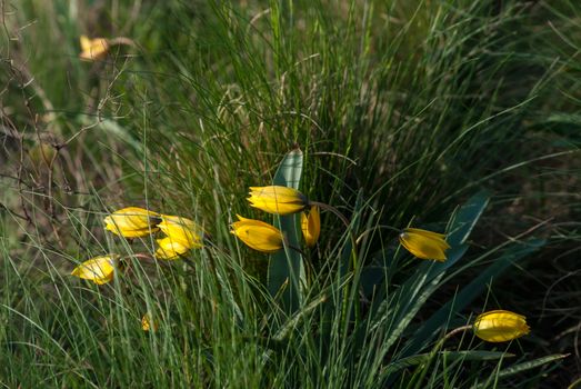 Wild yellow tulips flower in grass on meadow, outdoor