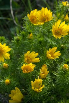 Yellow flowers bushes Adonis meadow on a sunny day