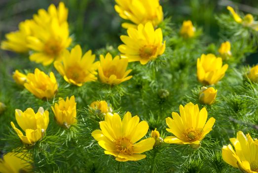 Yellow flowers bushes Adonis meadow on a sunny day