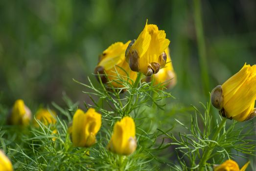 Yellow flowers bushes Adonis meadow on a sunny day