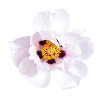 Pink peony flower isolated on white background, spa aroma