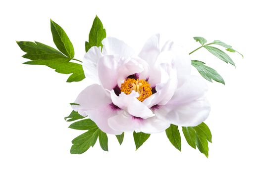 Pink peony flower with green leaves isolated on white background, for card design