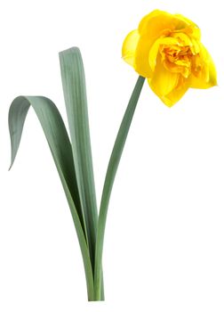 Beautiful narcissus flower with green leaves isolated on white background, for your design